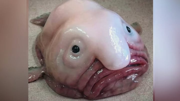 blobfish_rigide