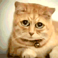 muppetcat